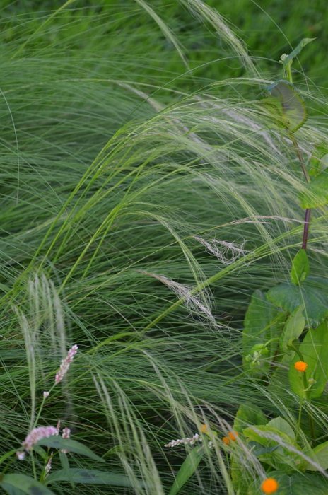 Stipa pennata